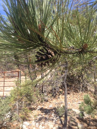 Pinus leiophylla, photographed by Oscar C. González Martínez