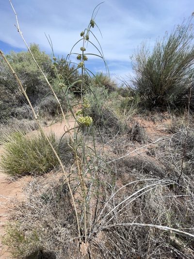 Asclepias rusbyi, photographed by Robbie Hannawacker