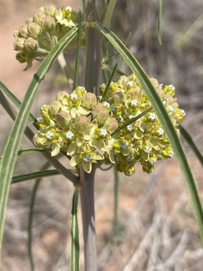 Asclepias rusbyi, photographed by Robbie Hannawacker