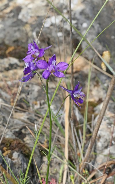 Delphinium pentagynum, photographed by Christoph Moning