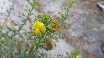 Ononis natrix, photographed by Josep Gesti