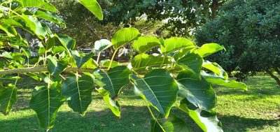Ficus polita, photographed by Rosemary Harrison