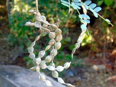 Pityrocarpa obliqua, photographed by Francisco Farriols Sarabia