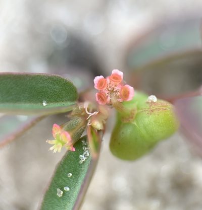Euphorbia cumulicola, photographed by natalie