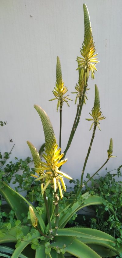 Aloe vanbalenii, photographed by Rosemary Harrison