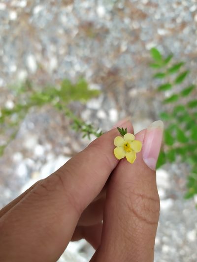 Verbascum orientale, photographed by Сергей Крыленко