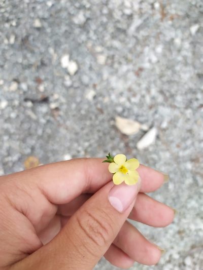 Verbascum orientale, photographed by Сергей Крыленко