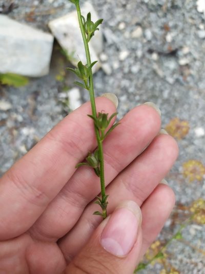 Verbascum orientale, photographed by Сергей Крыленко