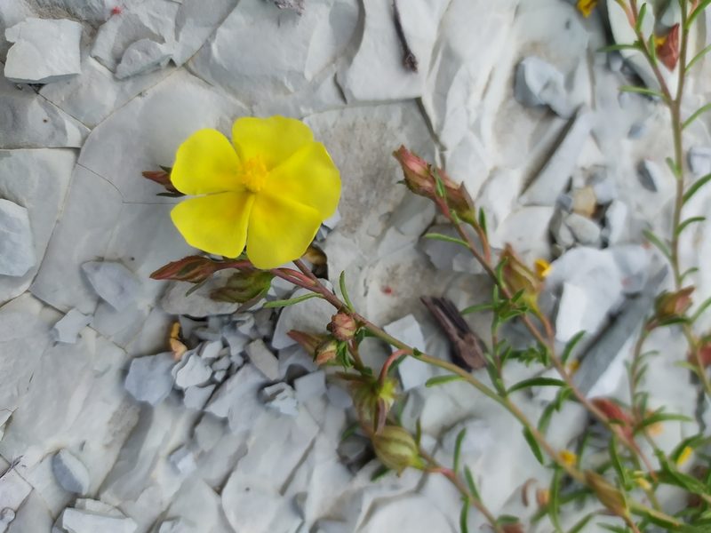 Fumana procumbens, photographed by Сергей Крыленко