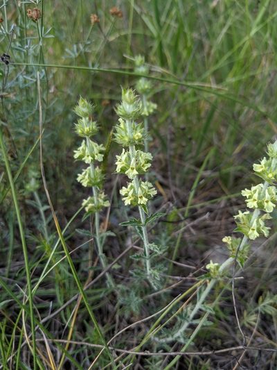 Sideritis fruticulosa, photographed by Denis Bastianelli