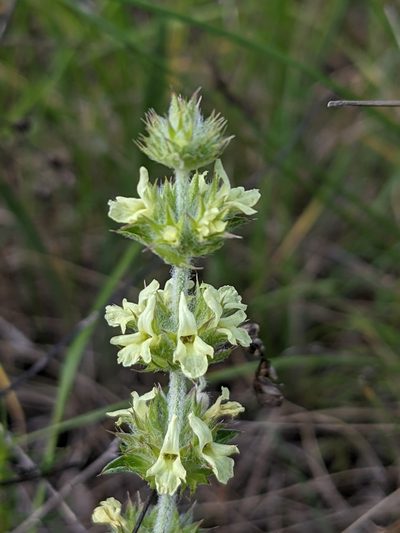 Sideritis fruticulosa, photographed by Denis Bastianelli