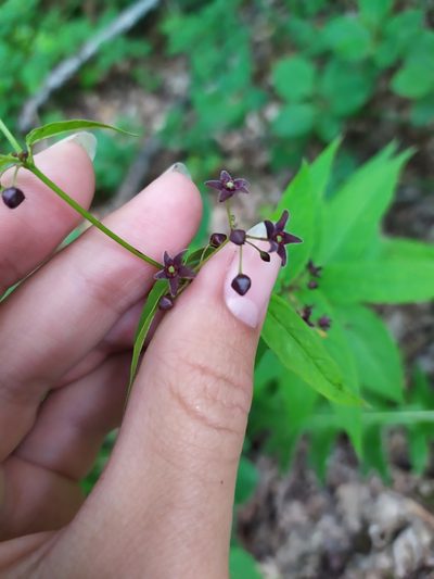 Vincetoxicum scandens, photographed by Сергей Крыленко
