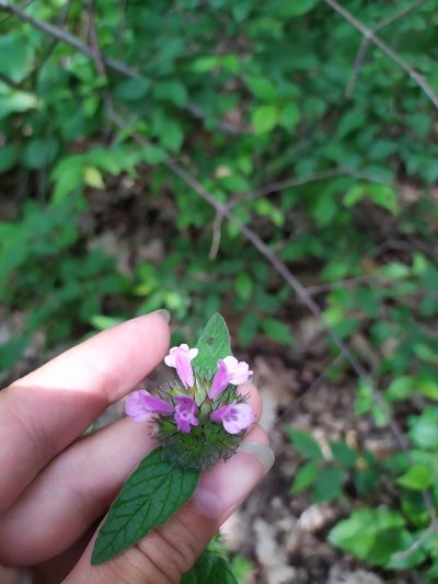 Clinopodium caucasicum, photographed by Сергей Крыленко