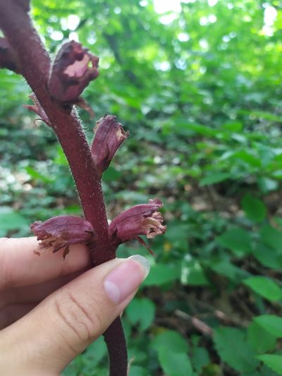 Orobanche laxissima, photographed by Сергей Крыленко