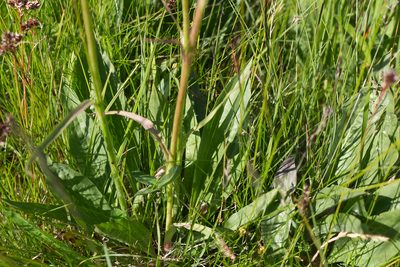 Scorzonera humilis, photographed by David Sandler