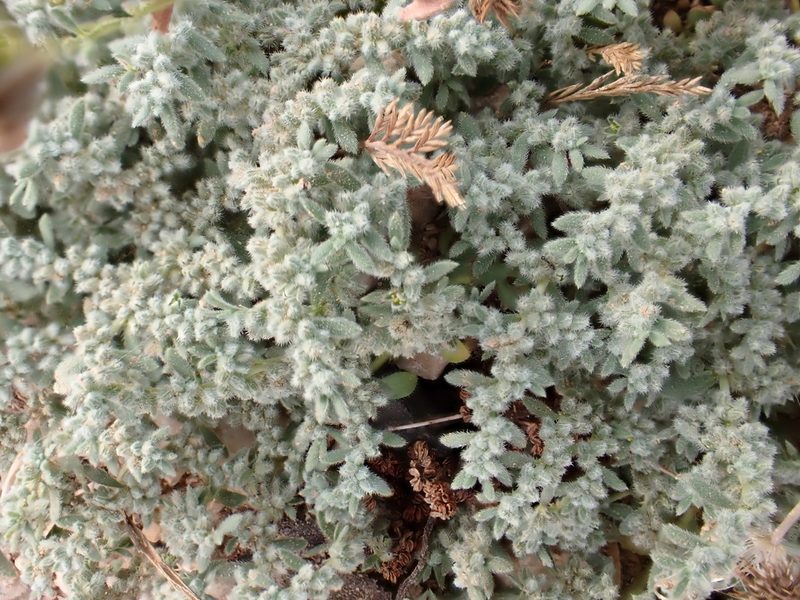 Herniaria incana, photographed by David Delon