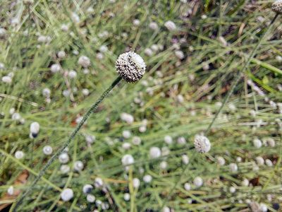 Paepalanthus anceps, photographed by Adam Pitcher
