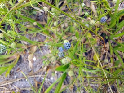 Eryngium baldwinii, photographed by Adam Pitcher