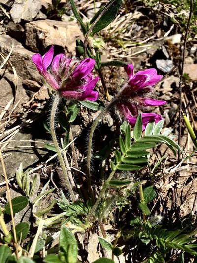 Oxytropis halleri, photographed by Karsten Rohweder