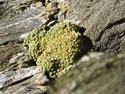 Androsace helvetica, photographed by Karsten Rohweder