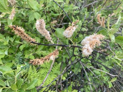 Salix bebbiana, photographed by Renee MacQuarrie