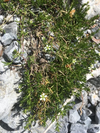 Moehringia ciliata, photographed by Karsten Rohweder