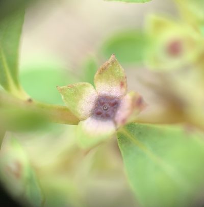 Ludwigia microcarpa, photographed by natalie