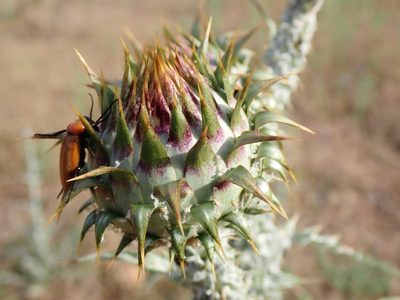 Onopordum illyricum, photographed by David Delon