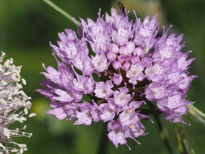 Traunsteinera globosa, photographed by Michael Knapp