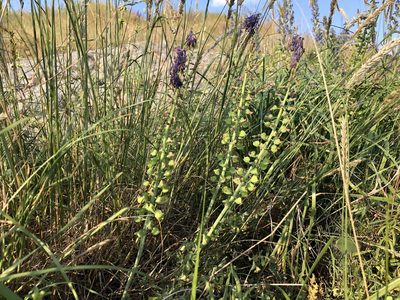 Muscari tenuiflorum, photographed by Pavel Kacl