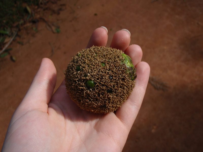 Treculia africana, photographed by Carrie Seltzer