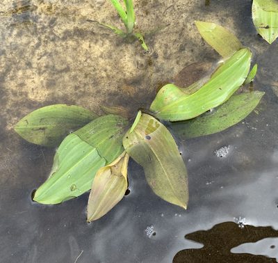 Potamogeton illinoensis, photographed by natalie