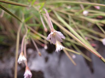 Epilobium leptophyllum, photographed by Reuven Martin