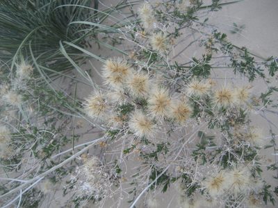 Lorandersonia pulchella, photographed by Eric Knight