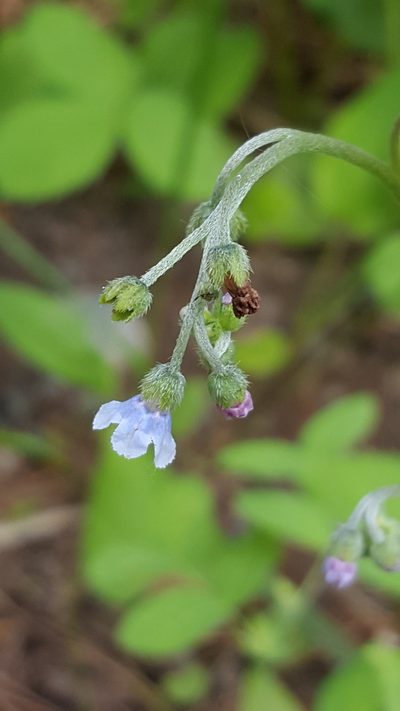 Andersonglossum boreale, photographed by Norma Malinowski