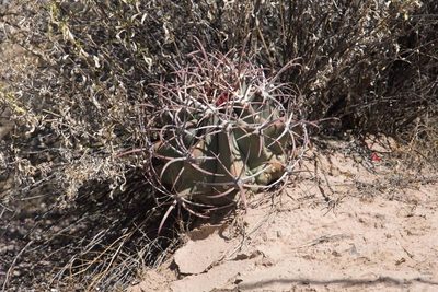 Ferocactus emoryi, photographed by Mike Duran