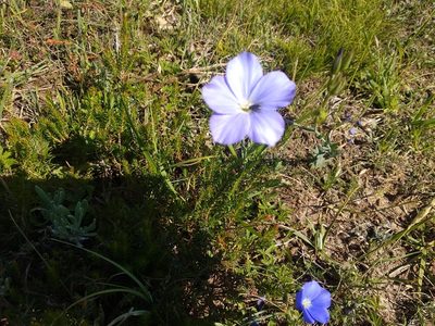 Linum narbonense, photographed by José Antonio León Mangado