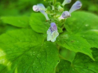 Scutellaria ovata, photographed by Elias