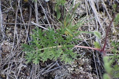 Artemisia laciniata, photographed by Syd Cannings