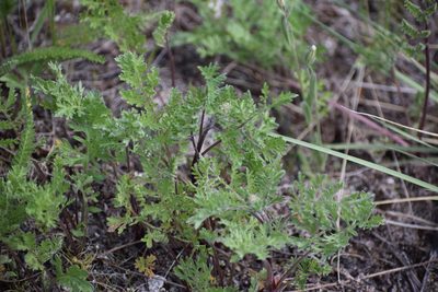 Artemisia laciniata