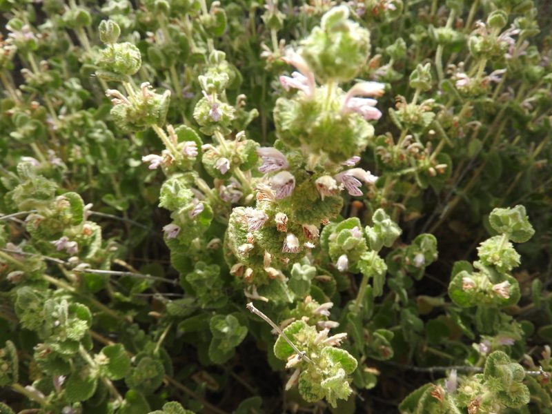 Pseudodictamnus hirsutus, photographed by Abdenour Kheloufi