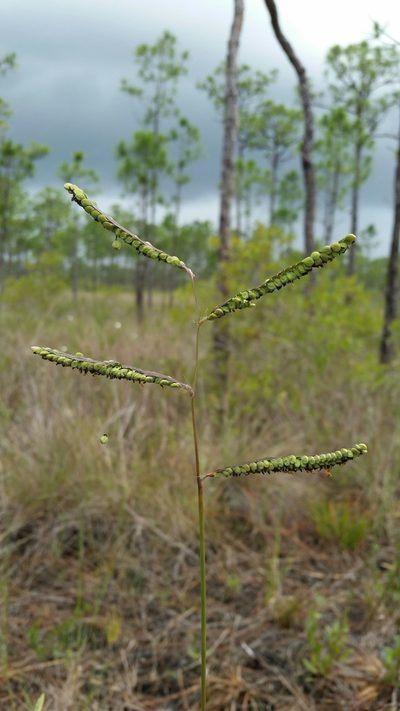 Paspalum praecox, photographed by Jay Horn