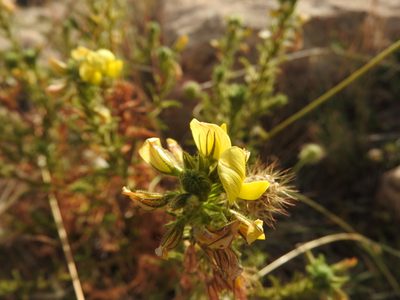 Ononis natrix, photographed by Abdenour Kheloufi