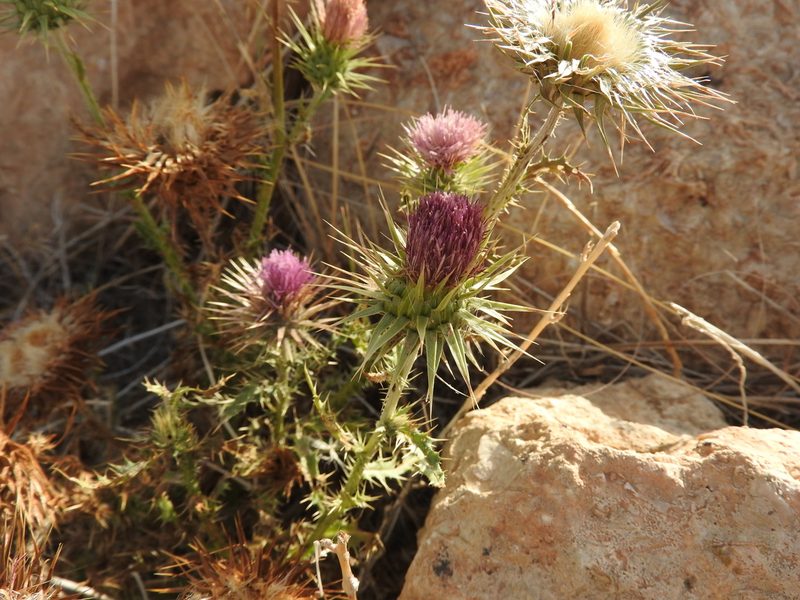 Carduus macrocephalus, photographed by Abdenour Kheloufi