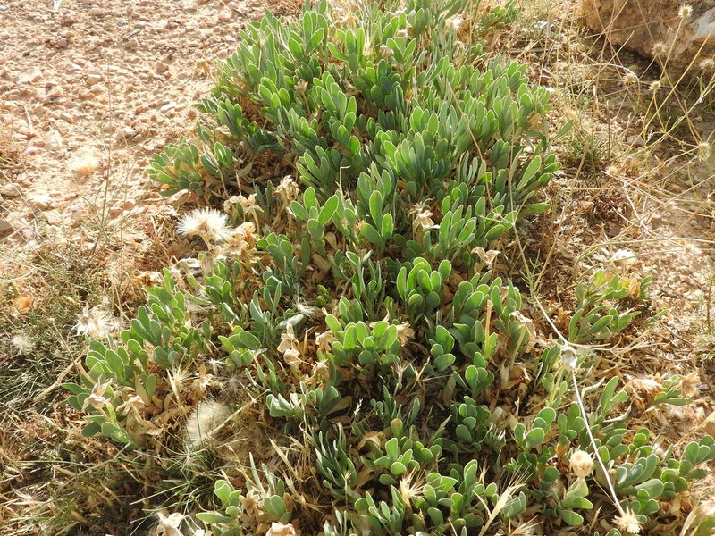 Hertia cheirifolia, photographed by Abdenour Kheloufi