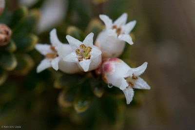 Acrothamnus suaveolens, photographed by Ken-ichi Ueda