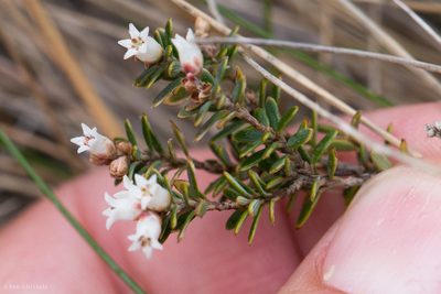 Acrothamnus suaveolens, photographed by Ken-ichi Ueda