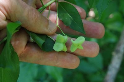 Euonymus atropurpureus, photographed by Eric Knight