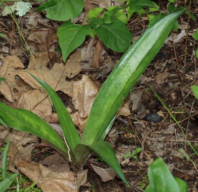 Agave virginica, photographed by Gordon C. Snelling