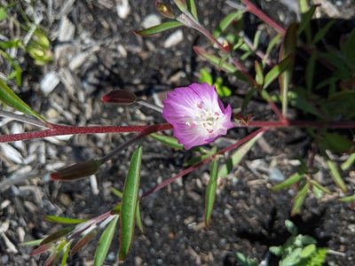 Clarkia amoena, photographed by Jan Smith